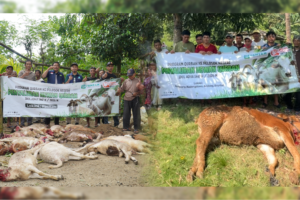 Amanah Qurban PT Zam Zam Tour & Travel Telah Tersalurkan